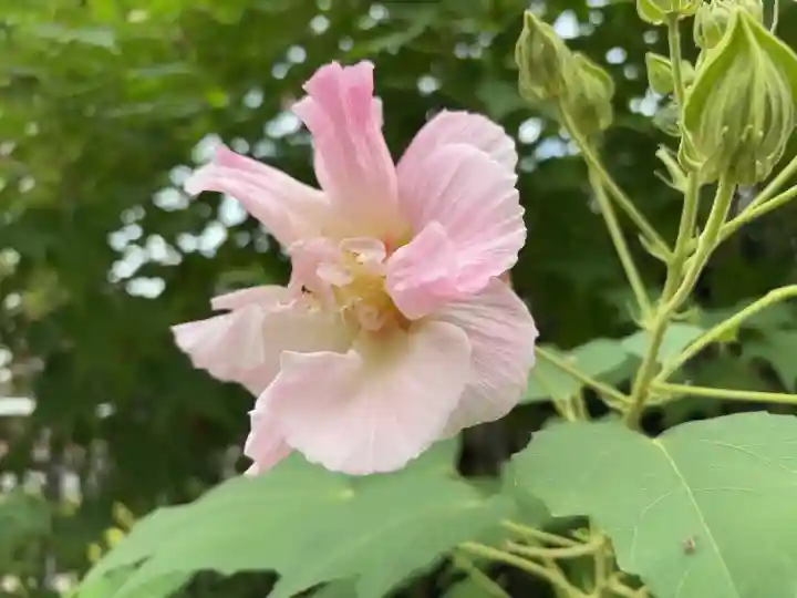 幸國寺(東京都)