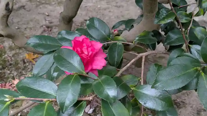 義仲寺(滋賀県)