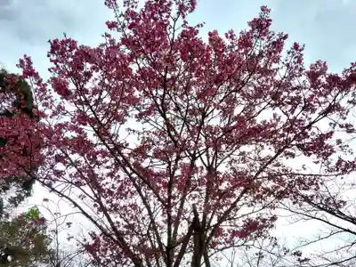 鹿児島縣護國神社の自然