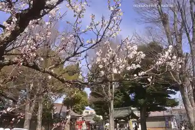 相模原氷川神社(神奈川県)