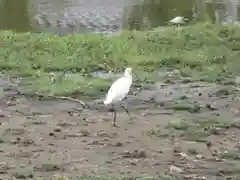 東大寺の動物