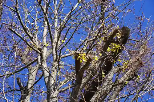 阿邪訶根神社の自然