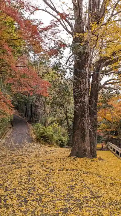 観音寺(山崎聖天)(京都府)