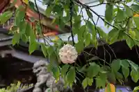 十二所神社(大子町大子)の授与品その他