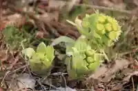 鹿島大神宮の自然
