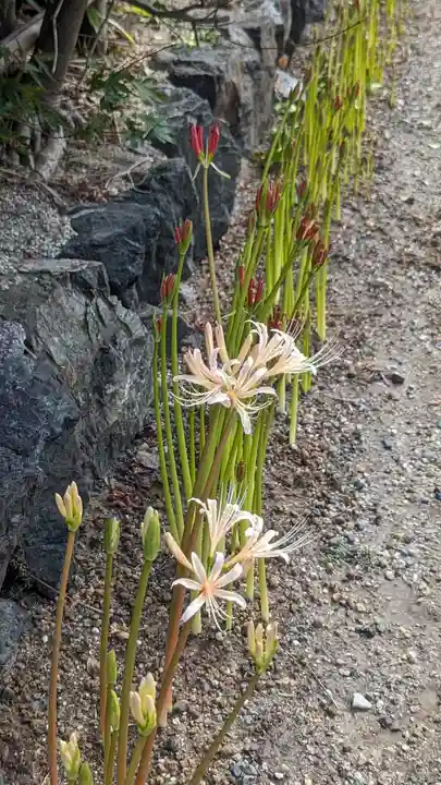 後白河院御聖蹟 法住寺の自然