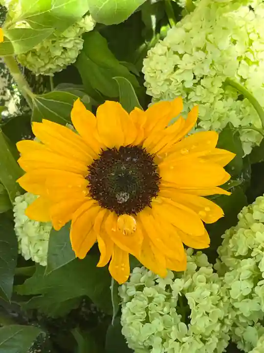 上尾御嶽神社の手水舎