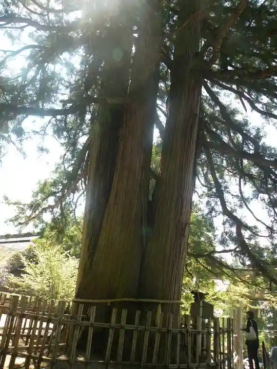 戸隠神社中社の自然