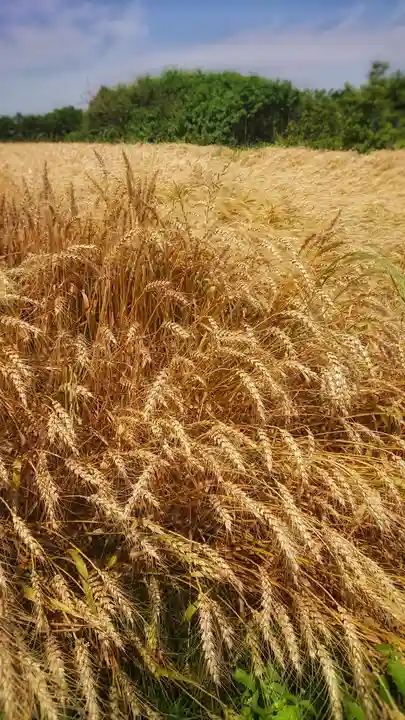 津島神社の周辺