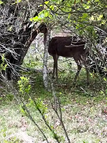 三峯神社の動物