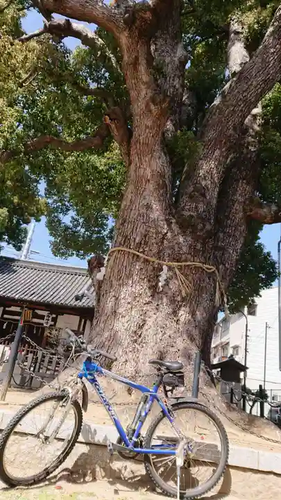 島頭天満宮の自然