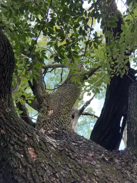 若一神社(京都府)