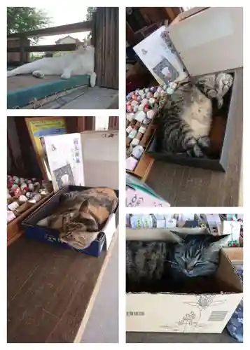 前玉神社の動物