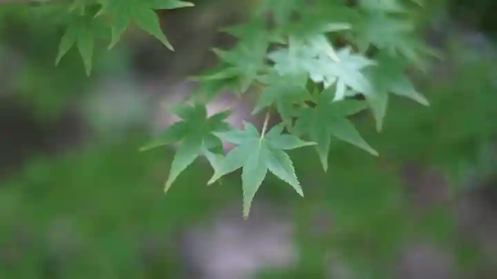 湊川神社(兵庫県)