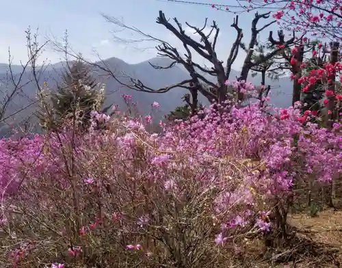 三峯神社の自然