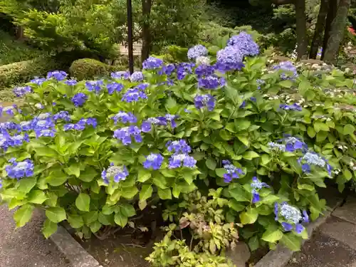 長壽寺（長寿寺）の自然
