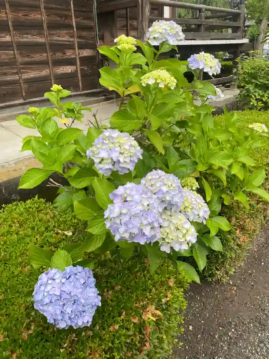 大蔵院(群馬県)