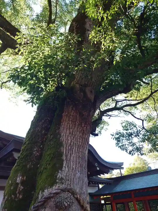 宇佐神宮(大分県)