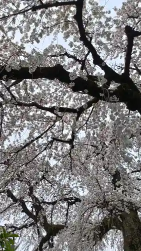 円明寺の{uncategorized: "未分類", other: "その他", undefined: "問題あり", building: "その他建物", grave: "お墓", sacred_gate: "鳥居", guardian: "狛犬", statue: "像", buddha: "仏像", history: "歴史", nature: "自然", garden: "庭園", animal: "動物", pagoda: "塔", temizu: "手水舎", mountain_gate: "山門・神門", sanctuary: "本殿・本堂", subordinate: "末社・摂社", art: "芸術", scenery: "景色", jizo: "地蔵", ema: "絵馬", goshuin: "御朱印", omikuji: "おみくじ", items: "授与品その他", amulet: "お守り", goshuincho: "御朱印帳", eats: "食事", festival: "お祭り", votive_dance: "神楽", shichigosan: "七五三参", wedding: "結婚式", experience: "体験その他", initially: "初詣", around: "周辺", anti_infection: "感染症対策"}
