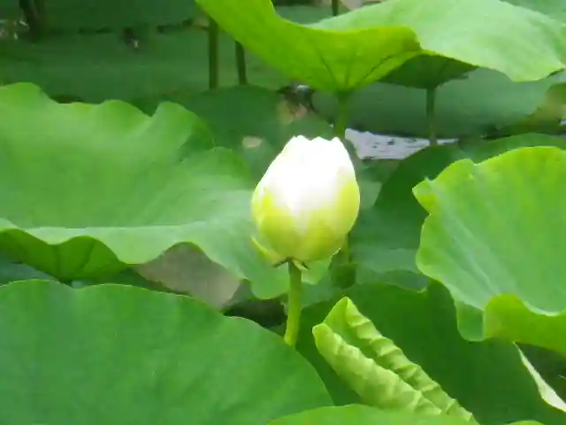 鶴岡八幡宮の自然
