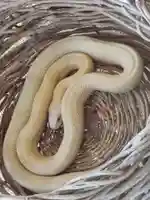 岩国白蛇神社の動物