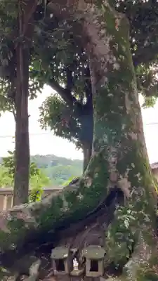 鵜江神社の自然
