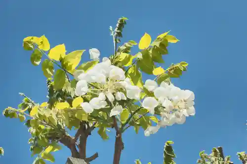 四柱神社の自然