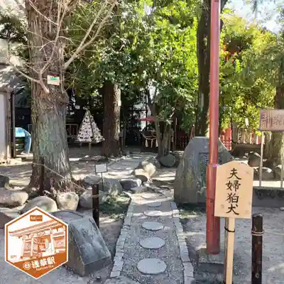 浅草神社の狛犬