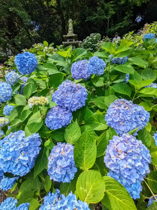 長谷寺(神奈川県)