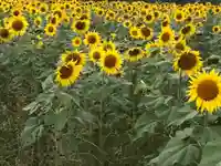 真言宗 善通寺派 薬王寺(香川県)