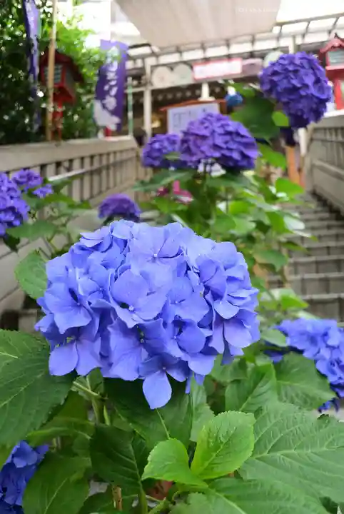 十番稲荷神社の自然