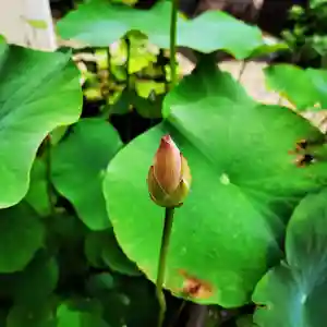 観真寺の自然(2021年06月06日(日) 17時42分05秒投稿)