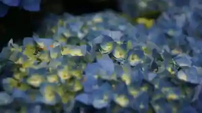 三室戸寺(京都府)