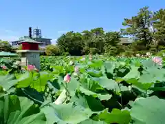 白山神社(新潟県)