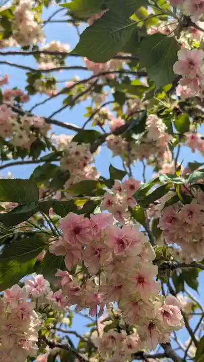 六孫王神社(京都府)