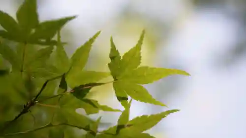 曼殊院門跡(京都府)