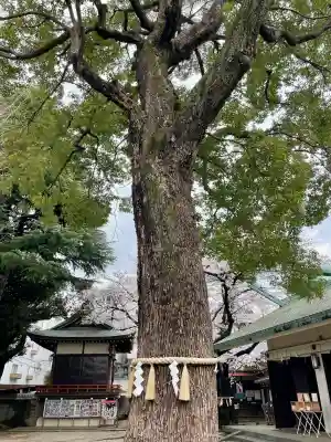 駒込天祖神社の{uncategorized: "未分類", other: "その他", undefined: "問題あり", building: "その他建物", grave: "お墓", sacred_gate: "鳥居", guardian: "狛犬", statue: "像", buddha: "仏像", history: "歴史", nature: "自然", garden: "庭園", animal: "動物", pagoda: "塔", temizu: "手水舎", mountain_gate: "山門・神門", sanctuary: "本殿・本堂", subordinate: "末社・摂社", art: "芸術", scenery: "景色", jizo: "地蔵", ema: "絵馬", goshuin: "御朱印", omikuji: "おみくじ", items: "授与品その他", amulet: "お守り", goshuincho: "御朱印帳", eats: "食事", festival: "お祭り", votive_dance: "神楽", shichigosan: "七五三参", wedding: "結婚式", experience: "体験その他", initially: "初詣", around: "周辺", anti_infection: "感染症対策"}
