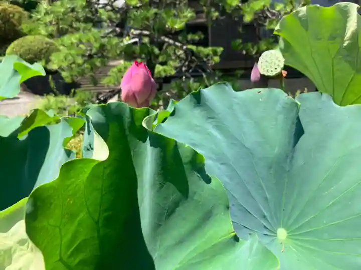 専念寺(神奈川県)