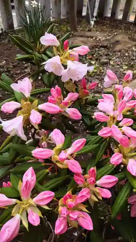 大宮・大原神社の自然
