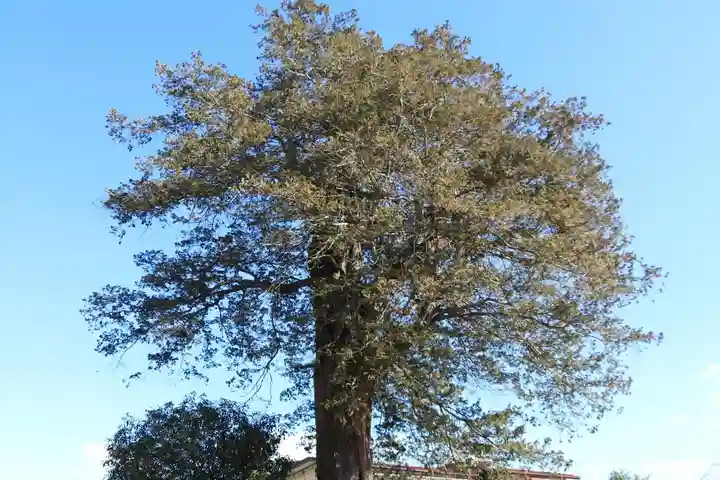豊景神社の自然