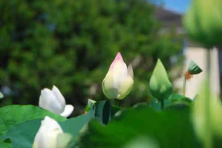 浄名寺(山口県)