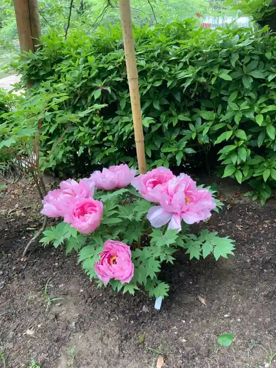 鶴岡八幡宮の{uncategorized: "未分類", other: "その他", undefined: "問題あり", building: "その他建物", grave: "お墓", sacred_gate: "鳥居", guardian: "狛犬", statue: "像", buddha: "仏像", history: "歴史", nature: "自然", garden: "庭園", animal: "動物", pagoda: "塔", temizu: "手水舎", mountain_gate: "山門・神門", sanctuary: "本殿・本堂", subordinate: "末社・摂社", art: "芸術", scenery: "景色", jizo: "地蔵", ema: "絵馬", goshuin: "御朱印", omikuji: "おみくじ", items: "授与品その他", amulet: "お守り", goshuincho: "御朱印帳", eats: "食事", festival: "お祭り", votive_dance: "神楽", shichigosan: "七五三参", wedding: "結婚式", experience: "体験その他", initially: "初詣", around: "周辺", anti_infection: "感染症対策"}