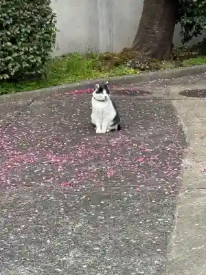 寛永寺(根本中堂)の{uncategorized: "未分類", other: "その他", undefined: "問題あり", building: "その他建物", grave: "お墓", sacred_gate: "鳥居", guardian: "狛犬", statue: "像", buddha: "仏像", history: "歴史", nature: "自然", garden: "庭園", animal: "動物", pagoda: "塔", temizu: "手水舎", mountain_gate: "山門・神門", sanctuary: "本殿・本堂", subordinate: "末社・摂社", art: "芸術", scenery: "景色", jizo: "地蔵", ema: "絵馬", goshuin: "御朱印", omikuji: "おみくじ", items: "授与品その他", amulet: "お守り", goshuincho: "御朱印帳", eats: "食事", festival: "お祭り", votive_dance: "神楽", shichigosan: "七五三参", wedding: "結婚式", experience: "体験その他", initially: "初詣", around: "周辺", anti_infection: "感染症対策"}