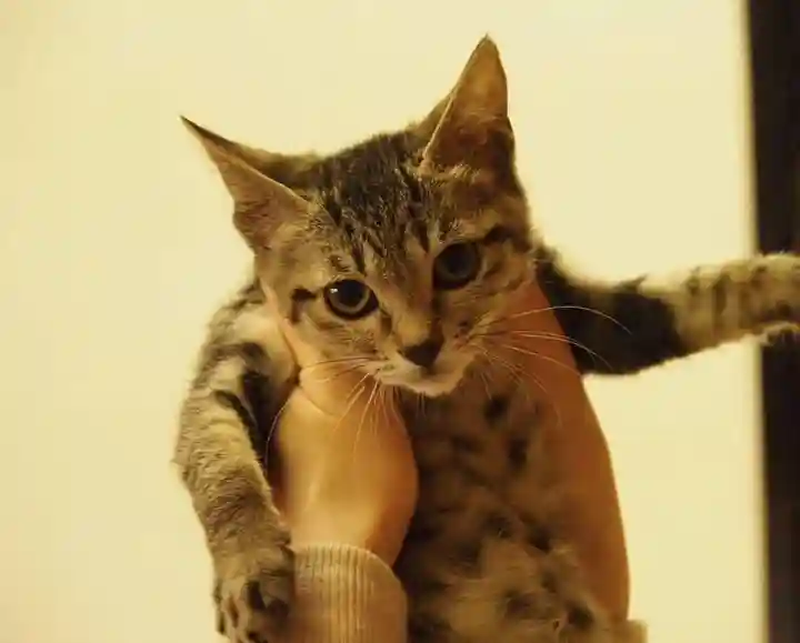 天王山 安楽寺の動物