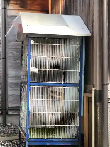 奥田神社の動物