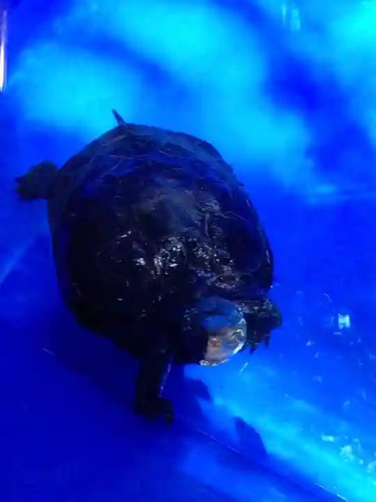 下谷神社(東京都)
