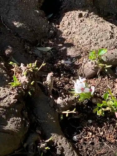 岩槻愛宕神社の自然