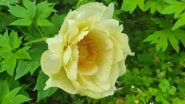 浄明院(愛媛県)