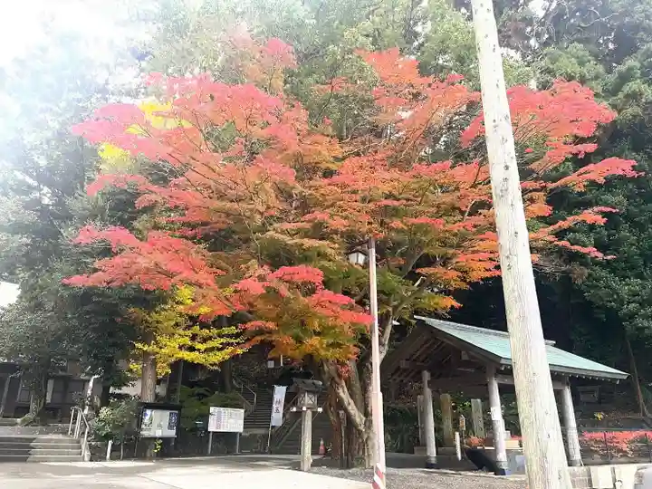 金刀比羅神社の自然