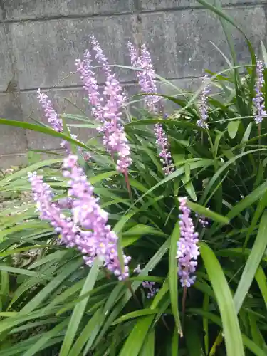 阿智神社の自然